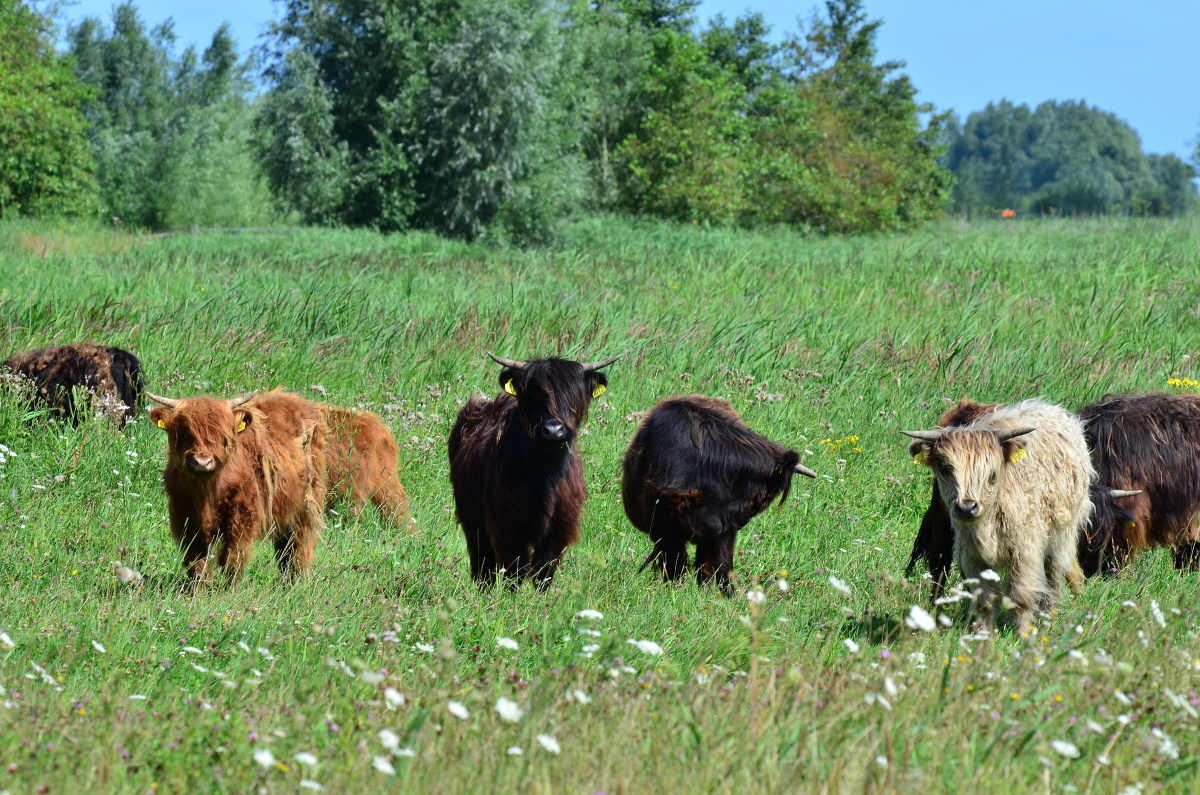 Lauwersmeer – přírodní rezervace a jezero